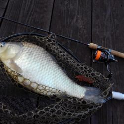 大安トラウトレイク釣果